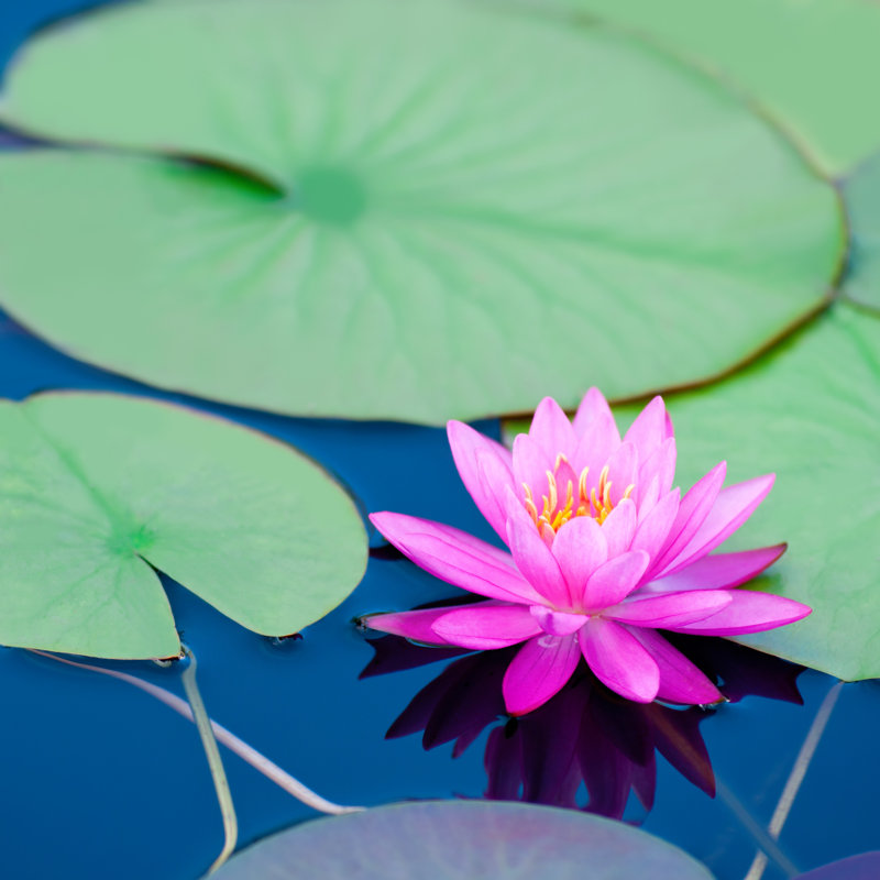 Pink Waterlily by Alpamayophoto - Wrapped Canvas Print, 61cm H x 91cm W