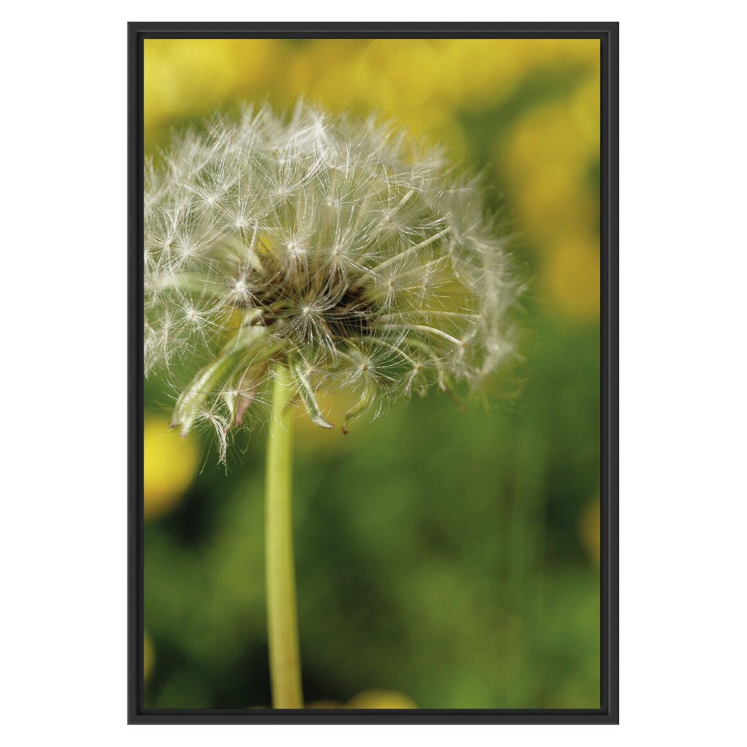 Gerahmtes Wandbild Pusteblume auf Wiese