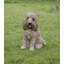 Statue cockapoo assis-44488700