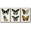 Ensemble de 3 papillons bleus antiques I encadrés sur toile-97759569-97759572