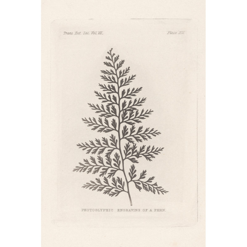 Fern Engraving by Wild Apple Portfolio - Graphic Art, Wrapped Canvas, 76 cm H x 51 cm W