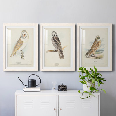 " Barn Owl " 3 - Pieces Painting Print