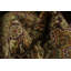 Exquisite Traditional Agra Oriental Area Rug 8x10