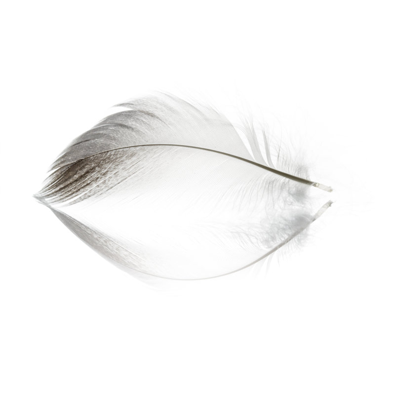 Bird Feather by ThomasVogel - No Frame Art Prints on Canvas, 20cm H x 30cm W