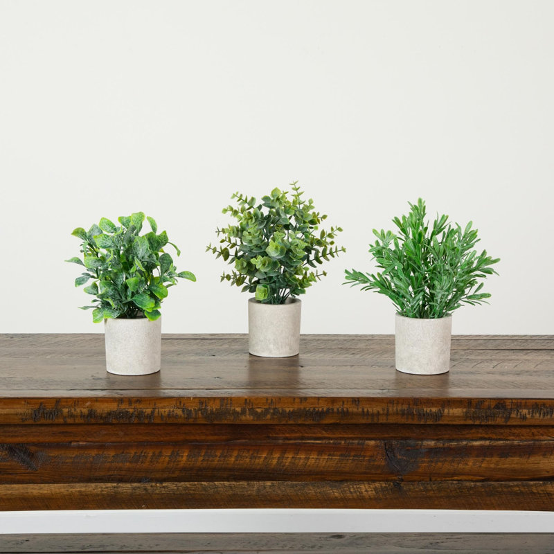 Plant