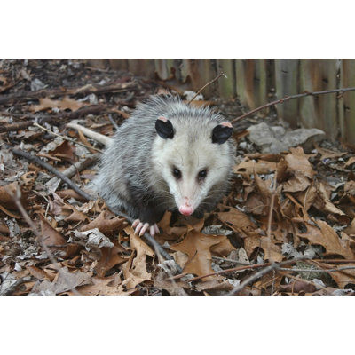 " Possum Invasion " by Maunger