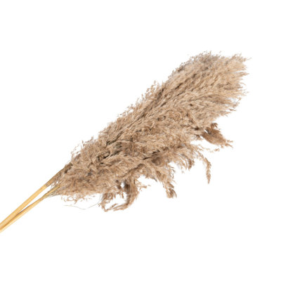 Natural Fibres Pampass Grass Arrangement