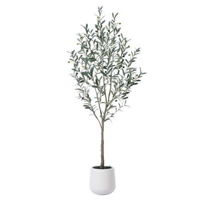 Adcock Olive Tree in Pot