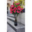 Bougainvillée plante d'extérieur / d'intérieur