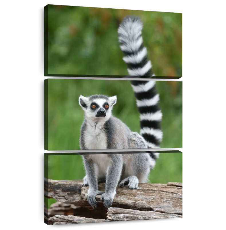 Brampt Ring Tailed Lemur On A Log, 50" H x 32" W