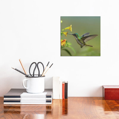 Andean Emerald Hummingbird Feeding On A Yellow Flower, Ecuador by Tim Fitzharris - Wrapped Canvas Print