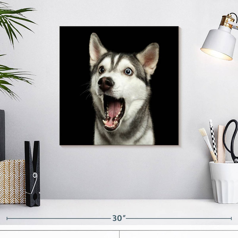 Brampt Surprised Siberian Husky, 16" H x 16" W