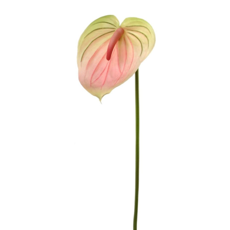 Anthuriums