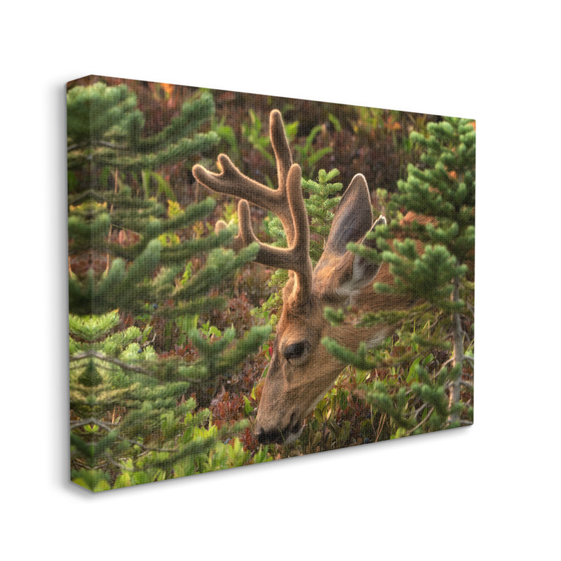 «Au-896-Canvas Deer Forest Nature Plantation on Canvas» par Dennis Frates, photographie, H 30 po x l 40 po x P 1,5 po