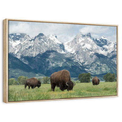 Bison Teton broutant