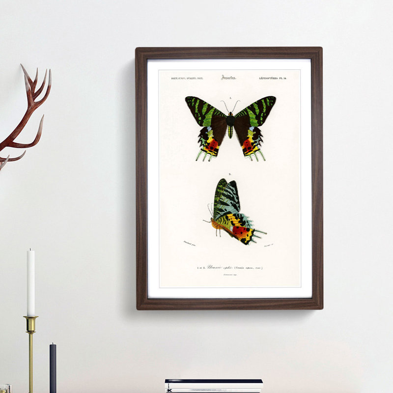 Madagascan Sunset Moth PL. 14 by Charles d' Orbigny - Picture Frame Painting Print, 36cm H x 27cm W x 2cm D, Walnut Framed