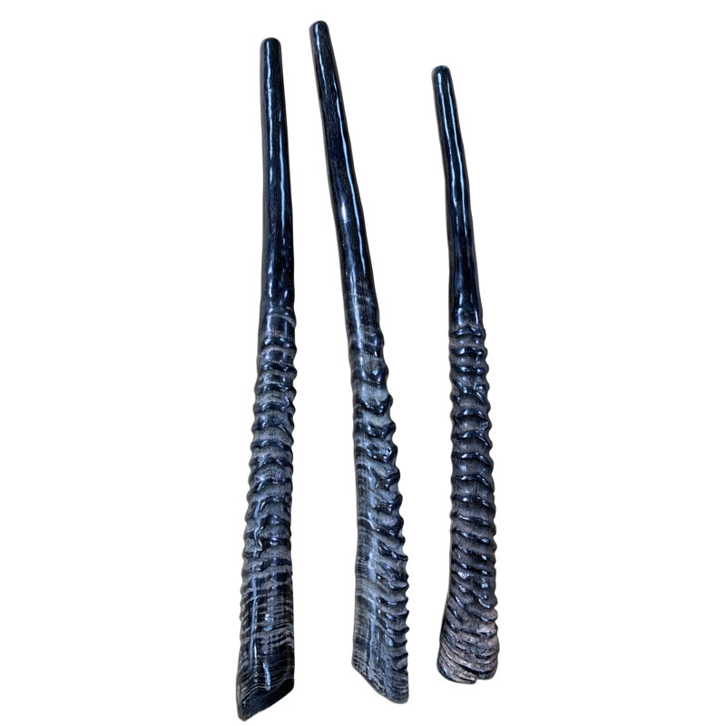 Corne Gemsbok Yéménite Shofar