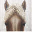 «Horse Fringe», art mural non encadré