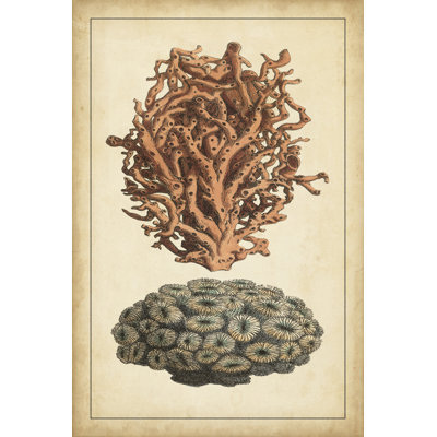 Coral Companion III