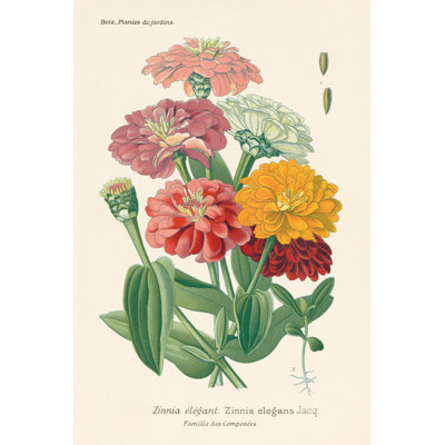 Antique Botanical XLI Light by Wild Apple Portfolio - Wrapped Canvas Painting