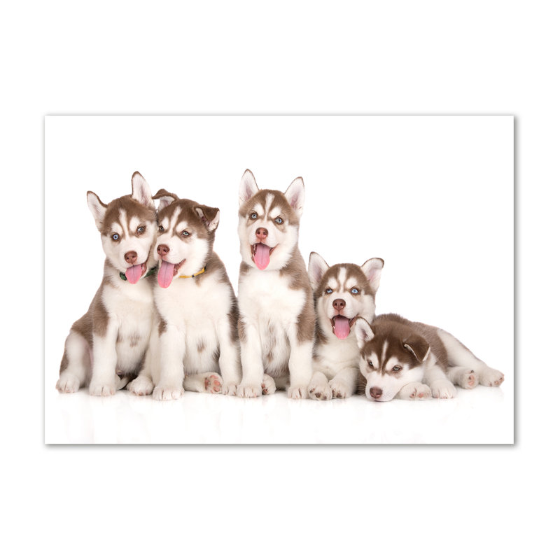 Husky Puppies - Wrapped Canvas Print