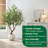 7.5 Feet Artificial Olive Trees, Indoor Tall Faux Olive Tree With White Pot, Extra Large Fake Plants For Home Office Décor