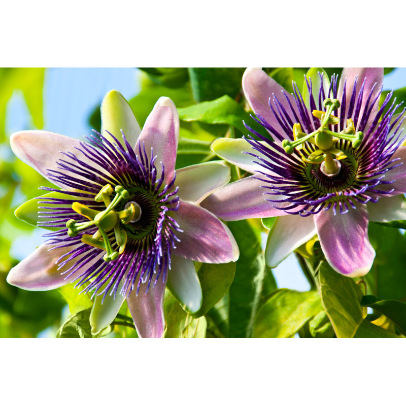Passion Passiflora - photographie sur toile tendue, H 20 po x l 30 po x P 1,25 po