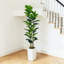 180cm Plant