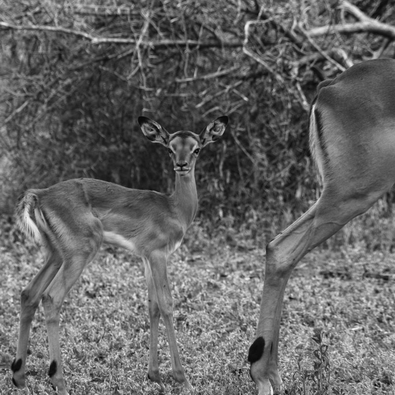 Impala And Baby by Aledanda - Wrapped Canvas Print, 122cm H x 122cm W