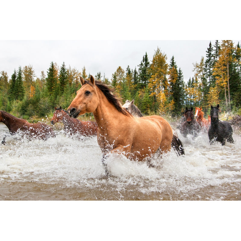 «Horses Crossing a River» par Ronniechua - photographie sur toile tendue, H 8 po x l 12 po