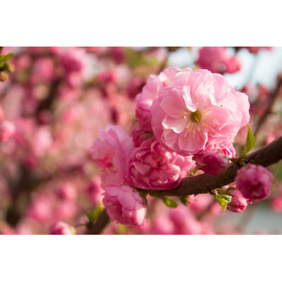 Peach Blossom by Daizuoxin - Wrapped Canvas Print