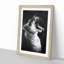 Yawning Lioness - Framed Print-55614461-55614467