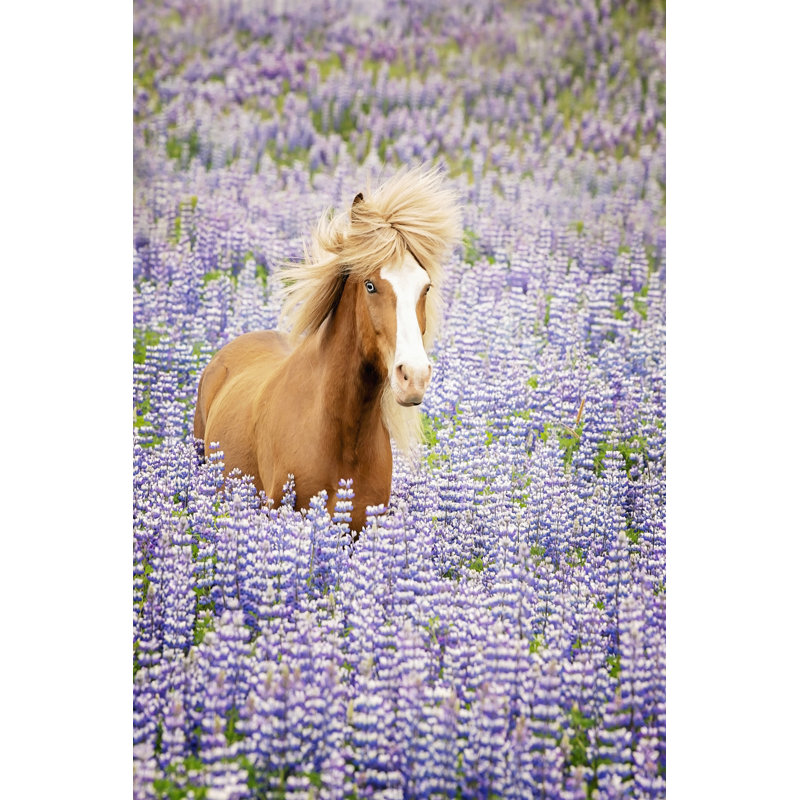 «Horse in Lavender I» par PHBurchett - impression sur toile tendue, H 12 po x l 8 po
