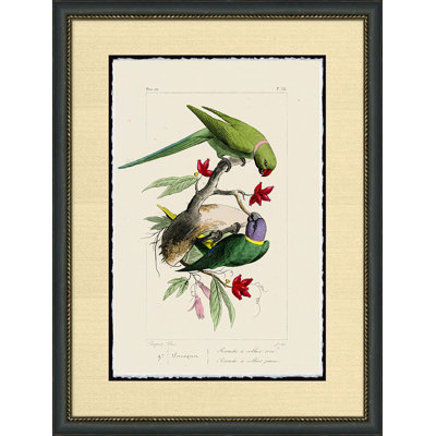 Perruche - Peinture encadrée sur papier