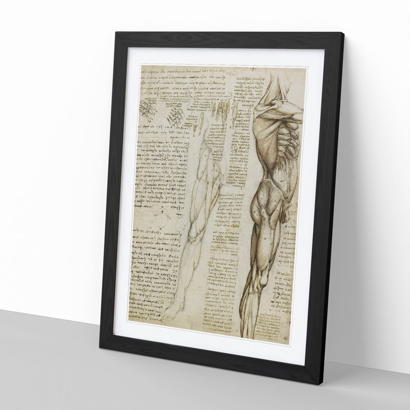 Human Anatomy Vol.6 by Leonardo Da Vinci - Picture Frame Drawing on MDF, 65cm H x 48cm W x 2cm D, Black Framed