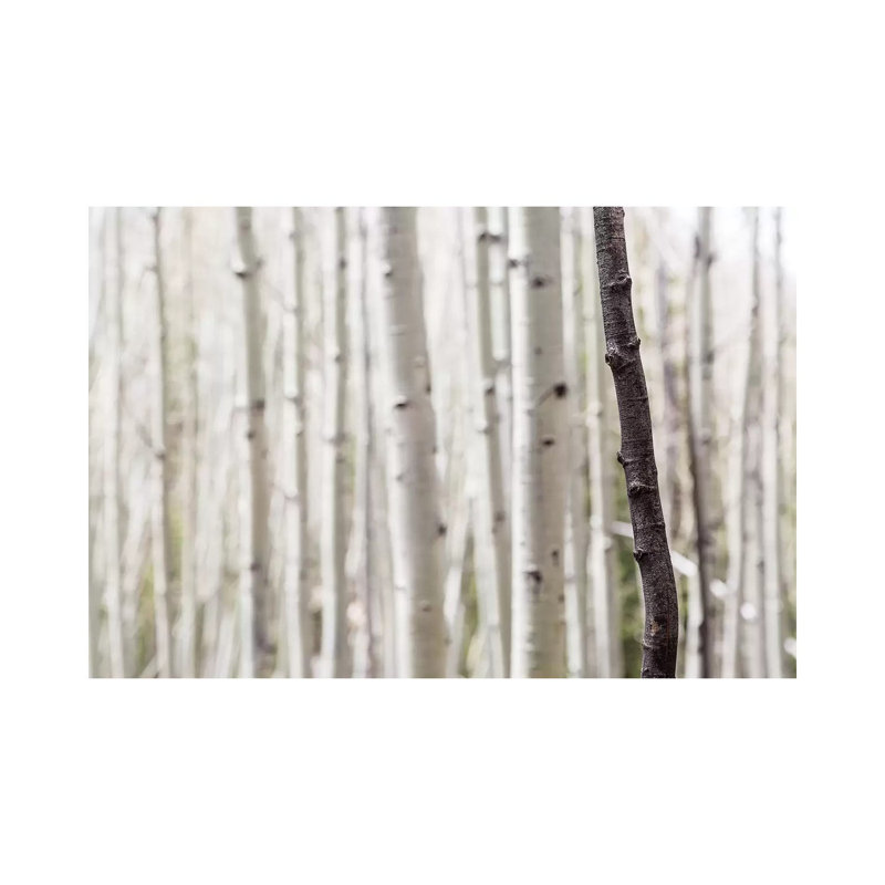 Single Birch Tree Trunk, 66.04cm H x 101.6cm W
