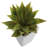 Mini Agave Plant with Planter
