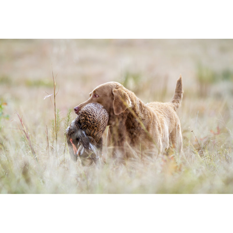 Dog: Chesapeake Bay Retriever With Bird - Wrapped Canvas Print, 30cm H x 46cm W x 3.8 cm D