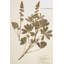 Herbier 2-1574202879-1574202869-1550141660
