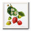 "Strawberry Study I", reproduction d’art encadrée-1620639819-1620639816-1621515351