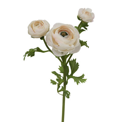 RANUNCULUS STEM