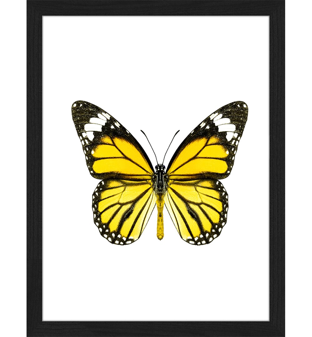 Gerahmtes Poster Yellow Butterfly