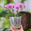 Decorative Jar 1-470207193-470207197