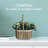 Elements 10" Artificial Seagrass in Basket