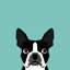 Boston Terrier, impression sur toile tendue-19741552-74740740-74740741