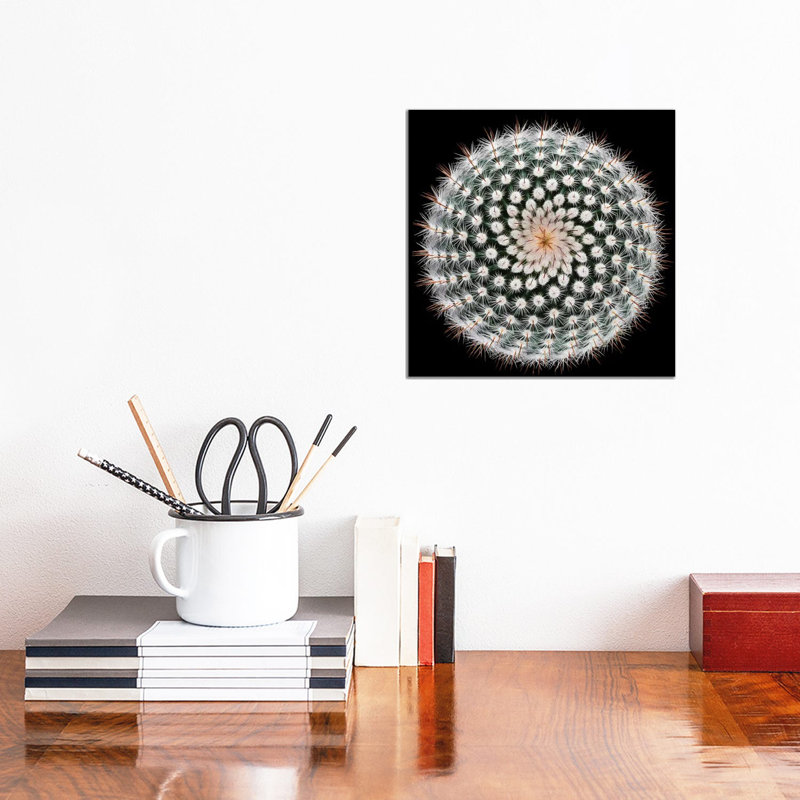 Notocactus Scopa by Victor Mozqueda - Wrapped Canvas Print, 30.48 cm H x 30.48 cm W