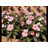 Raised Garden Bed With Trellis, Wheels & Drainage - Planter Box & Privacy Screen