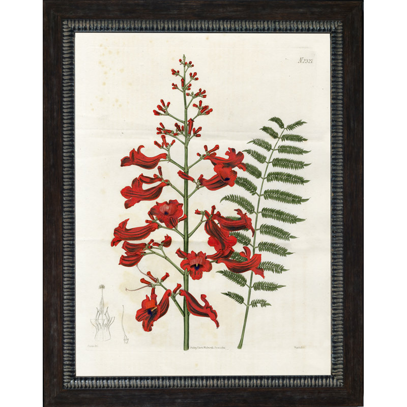 « large red botanique iv », impression encadrée