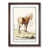 Walnut Framed selected
