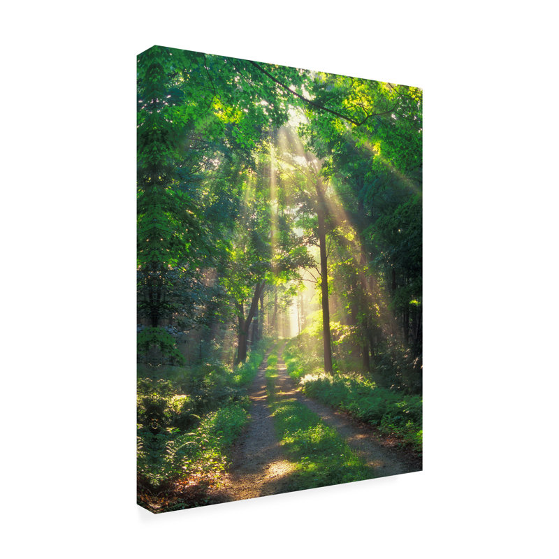 Brinly Forest Sunshine sur toile, H 19 po x l 14 po x P 2 po